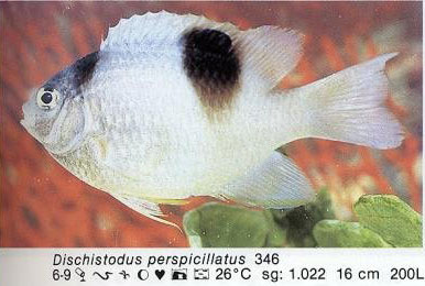 Dischistodus perspicillatus